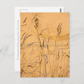 zomergrassen en schaduwen briefkaart (Voorkant / Achterkant)