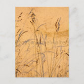 zomergrassen en schaduwen briefkaart (Voorkant)