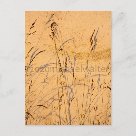 zomergrassen en schaduwen briefkaart (Voorkant)