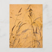 zomergrassen en schaduwen briefkaart (Voorkant)