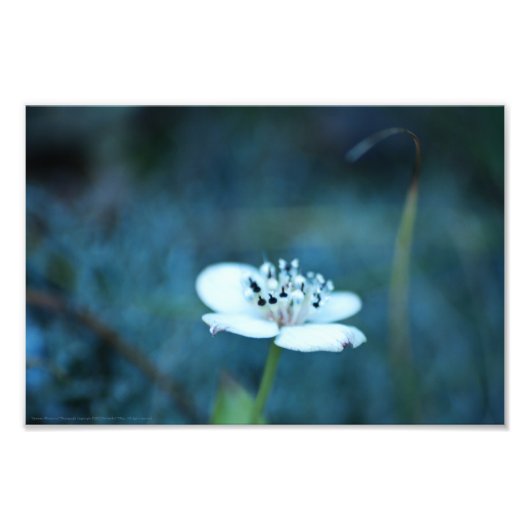 zomerherinneringen foto afdruk (Voorkant)