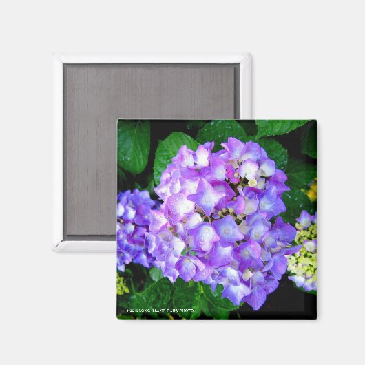 Zomerhortensia Magneet (Voorkant / Achterkant)