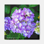 Zomerhortensia Magneet (Voorkant)