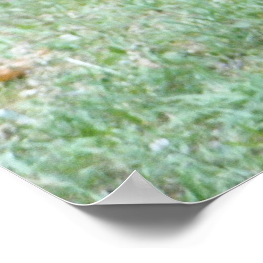 zomerkikkers poster (Hoek)