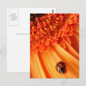 zomerkleur briefkaart (Voorkant / Achterkant)