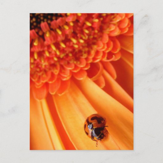 zomerkleur briefkaart (Voorkant)