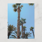 Zomerpalmboom Briefkaart (Voorkant)
