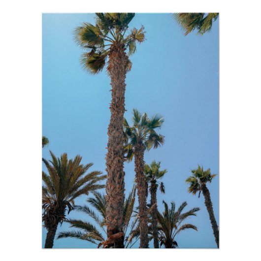 Zomerpalmboom Perfect Poster (Voorkant)
