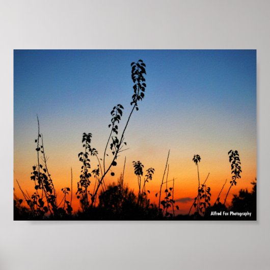 Zomerplant Silhouetten Poster (Voorkant)