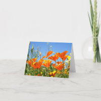 Zomers gevoel van wilde oranje bloemen.