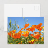 Zomers gevoel van wilde oranje bloemen. briefkaart (Voorkant / Achterkant)