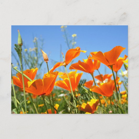 Zomers gevoel van wilde oranje bloemen. briefkaart (Voorkant)