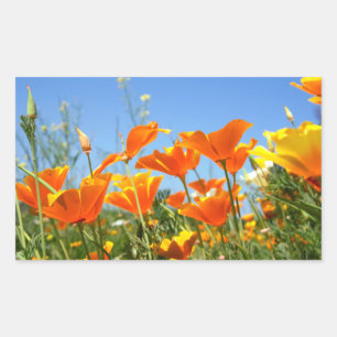 Zomers gevoel van wilde oranje bloemen. rechthoekige sticker