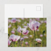 Zomers veld met  lila bloemen in bloei. briefkaart (Voorkant / Achterkant)