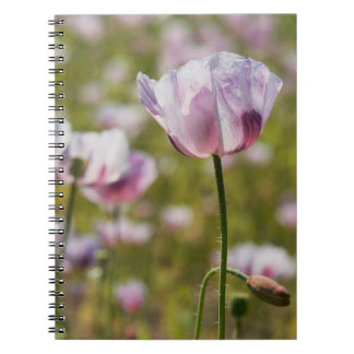 Zomers veld met  lila bloemen in bloei. notitieboek