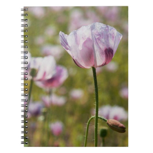 Zomers veld met  lila bloemen in bloei. notitieboek (Voorkant)