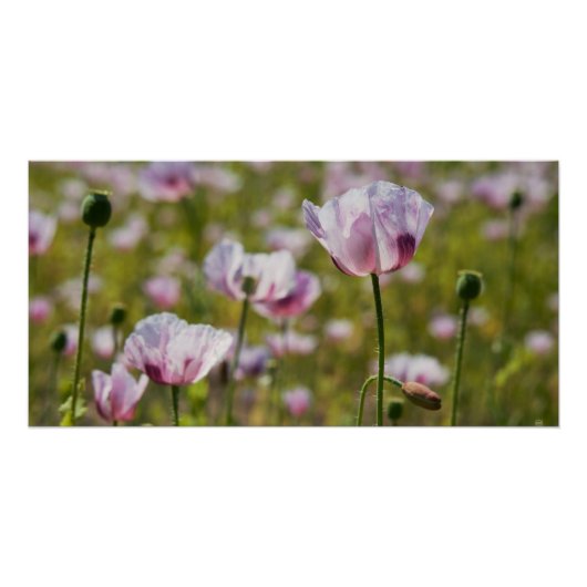 Zomers veld met  lila bloemen in bloei. perfect poster (Voorkant)