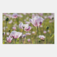 Zomers veld met  lila bloemen in bloei.