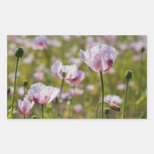 Zomers veld met  lila bloemen in bloei. rechthoekige sticker