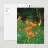 zomerse daglelies briefkaart (Voorkant / Achterkant)
