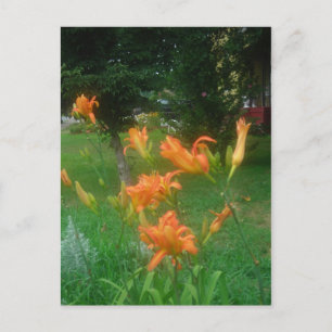 zomerse daglelies briefkaart