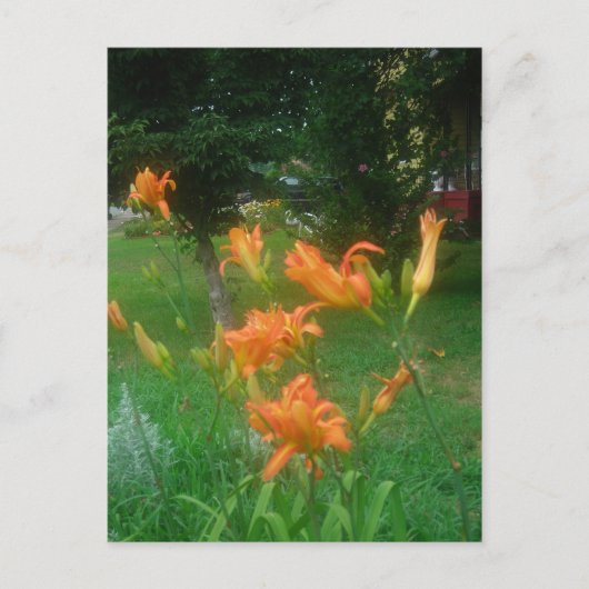 zomerse daglelies briefkaart (Voorkant)
