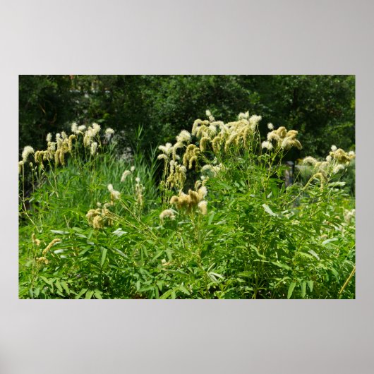 Zomerse Planten in het park Poster (Voorkant)