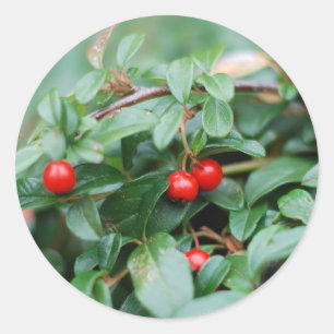 Zomerstickers Ronde Sticker