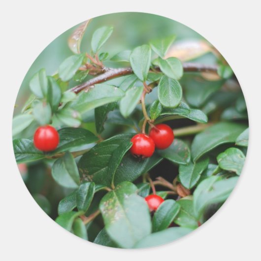 Zomerstickers Ronde Sticker (Voorkant)