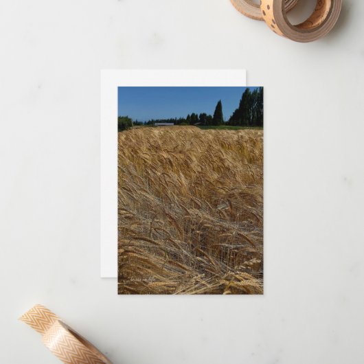 zomertarweveld notitiekaartje (Voorkant / Achterkant in situ)