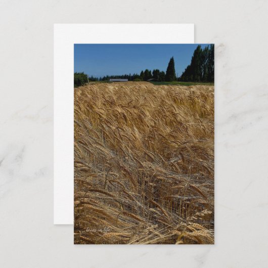 zomertarweveld notitiekaartje (Voorkant / Achterkant)
