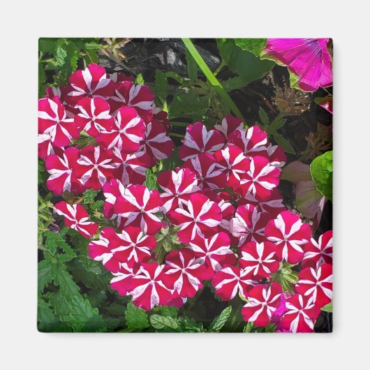 zomertuin magneet (Voorkant)
