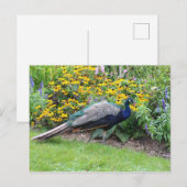 Zomertuin met Peacock briefkaart (Voorkant / Achterkant)