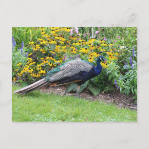 Zomertuin met Peacock briefkaart