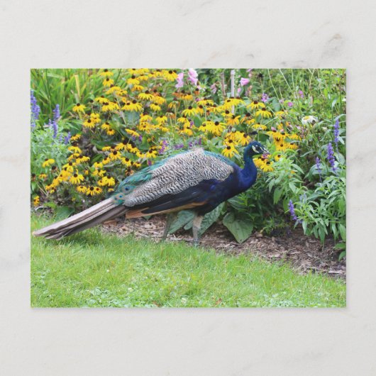 Zomertuin met Peacock briefkaart (Voorkant)