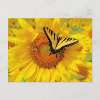 zomervleugels, briefkaarten