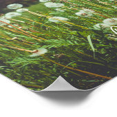 zomerweide met andelions poster (Hoek)