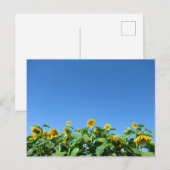 Zomerzonnebloemen Briefkaart (Voorkant / Achterkant)