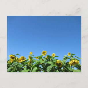 Zomerzonnebloemen Briefkaart