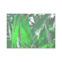 Zomfpalmboom laat Bleek groen deegsel over