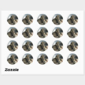 Zon Aanbiddende Kat Sticker (Vel)