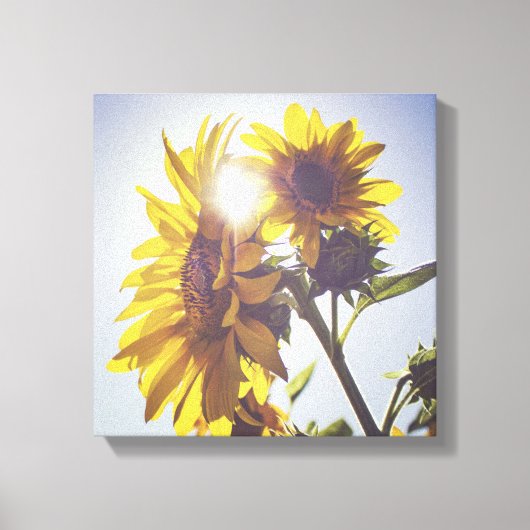 Zon achter de zonnebloemen canvas afdruk (Voorkant)