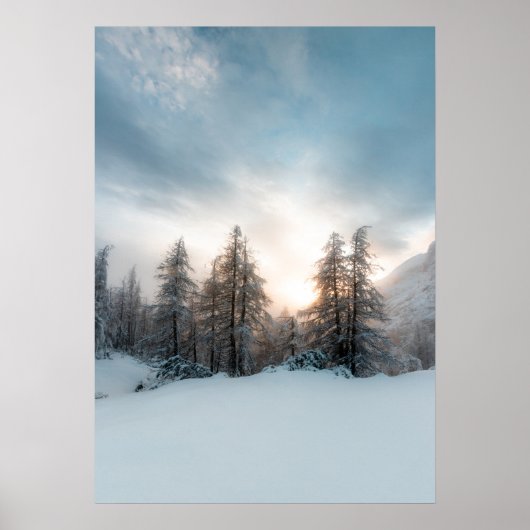 Zon achter spruce-bomen poster (Voorkant)