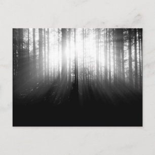 Zon die door bomen in het bos schijnt briefkaart