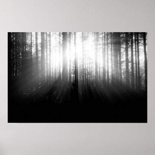 Zon die door bomen in het bos schijnt poster (Voorkant)