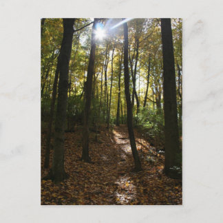 Zon die door het Briefkaart van de bomen piept