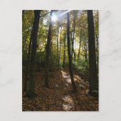 Zon die door het Briefkaart van de bomen piept (Voorkant)