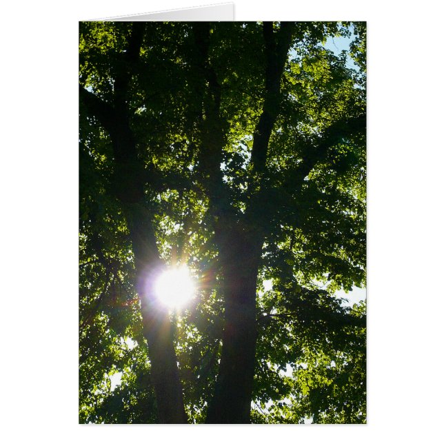 Zon door bomen (Voorkant)