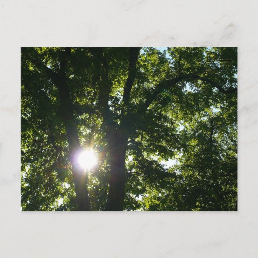 Zon door bomen briefkaart (Voorkant)