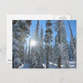 Zon door bomen in de winter briefkaart (Voorkant / Achterkant)
